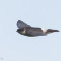 Asian_House_Martin-171020-104ND500-FYP_8753-W.jpg