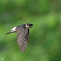 Asian House Martin-201211-127MSDCF-FYP03334-W.jpg