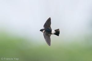 Asian House Martin-201211-127MSDCF-FYP04122-W.jpg