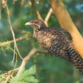 Asian Koel-110603-103EOS1D-FYAP2800-W.jpg