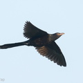 Asian Koel-210316-104MSDCF-FRY08798-W.jpg