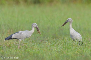 Asian Openbill-130127-105EOS1D-FY1X3227-W.jpg