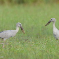 Asian Openbill-130127-105EOS1D-FY1X3227-W.jpg