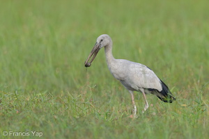 Asian Openbill-130127-105EOS1D-FY1X3320-W.jpg