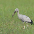 Asian Openbill-130127-105EOS1D-FY1X3320-W.jpg