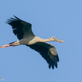Asian Openbill-200124-111MSDCF-FYP00813-W.jpg