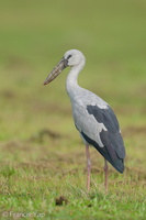 Asian Openbill-250416-103FRYAP-FYA07349-W.jpg