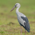 Asian Openbill-250416-103FRYAP-FYA07349-W.jpg