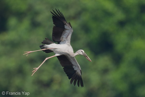 Asian Openbill-250818-118FRYAP-FYA09752-W.jpg