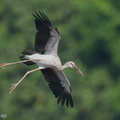 Asian Openbill-250818-118FRYAP-FYA09752-W.jpg