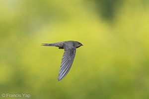 Asian Palm Swift-180318-108ND500-FYP_3547-W.jpg