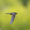 Asian Palm Swift-180318-108ND500-FYP_3547-W.jpg