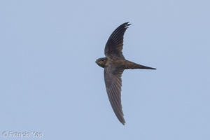 Asian Palm Swift-180318-108ND500-FYP_3818-W.jpg