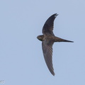 Asian Palm Swift-180318-108ND500-FYP_3818-W.jpg