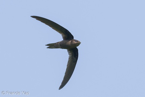 Asian Palm Swift-180318-108ND500-FYP_4374-W.jpg