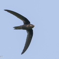 Asian Palm Swift-180318-108ND500-FYP_4374-W.jpg