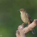 Asian Red-eyed Bulbul-130317-105EOS1D-FY1X8540-W.jpg