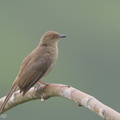 Asian Red-eyed Bulbul-180119-107ND500-FYP_5732-W.jpg