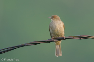 Asian Red-eyed Bulbul-201223-127MSDCF-FYP06307-W.jpg