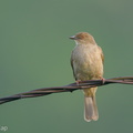 Asian Red-eyed Bulbul-201223-127MSDCF-FYP06307-W.jpg
