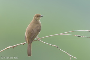 Asian Red-eyed Bulbul-220311-142MSDCF-FRY01259-W.jpg