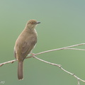 Asian Red-eyed Bulbul-220311-142MSDCF-FRY01259-W.jpg
