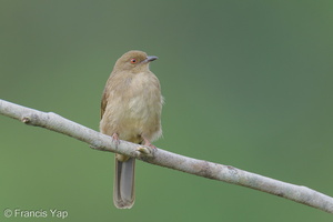 Asian Red-eyed Bulbul-250917-123FRYAP-FYA03251-W.jpg
