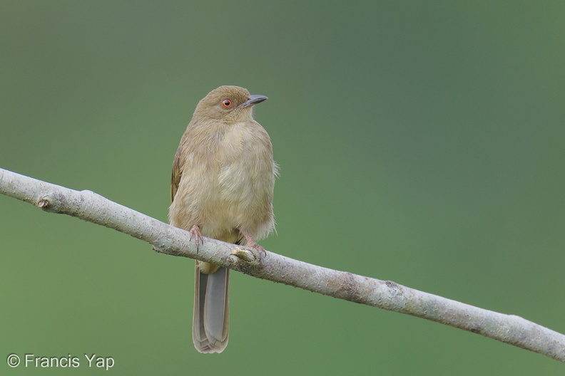 Asian_Red-eyed_Bulbul-250917-123FRYAP-FYA03251-W.jpg