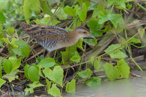 Baillon's Crake-121213-104EOS1D-FY1X7084-W.jpg