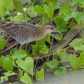 Baillon's Crake-121213-104EOS1D-FY1X7084-W.jpg