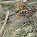 Baillon's Crake-190205-115ND500-FYP_2316-W.jpg