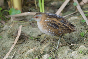 Baillon's Crake-190205-115ND500-FYP_2986-W.jpg