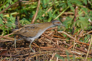 Baillon's Crake-250420-105FRYAP-FYA01442-W.jpg