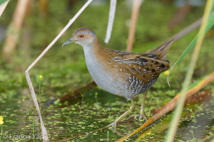 Baillon's Crake-260103-148FRYAP-FYA00255-W.jpg