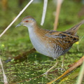Baillons_Crake-260103-148FRYAP-FYA00255-W.jpg