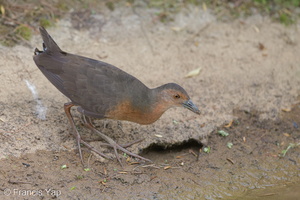 Band-bellied Crake-140301-114EOS1D-FY1X6520-W.jpg