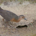 Band-bellied Crake-140301-114EOS1D-FY1X6520-W.jpg