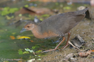 Band-bellied Crake-140302-114EOS1D-FY1X6984-W.jpg