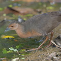 Band-bellied Crake-140302-114EOS1D-FY1X6984-W.jpg