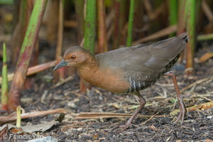 Band-bellied Crake-180128-107ND500-FYP_7436-W.jpg