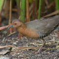 Band-bellied Crake-180128-107ND500-FYP_7436-W.jpg