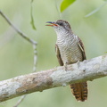 Banded Bay Cuckoo-110522-102EOS1D-FYAP9489-W.jpg