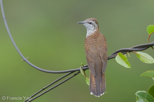 Banded Bay Cuckoo-140115-112EOS1D-FY1X8536-W.jpg