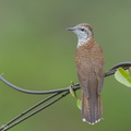 Banded Bay Cuckoo-140115-112EOS1D-FY1X8536-W.jpg