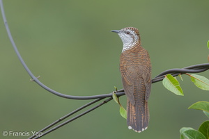 Banded Bay Cuckoo-140115-112EOS1D-FY1X8583-W.jpg