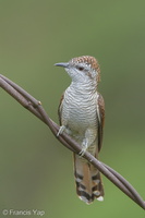 Banded Bay Cuckoo-140115-112EOS1D-FY1X9162-W.jpg