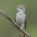 Banded Bay Cuckoo-140115-112EOS1D-FY1X9162-W.jpg