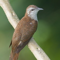 Banded Bay Cuckoo-221001-155MSDCF-FYP02494-W.jpg