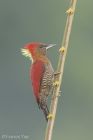 Banded Woodpecker-171004-113EOS1D-F1X23497-W.jpg