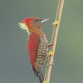 Banded Woodpecker-171004-113EOS1D-F1X23497-W.jpg